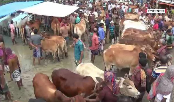 পশুর হাটে ক্রেতা কম, দুঃচিন্তায় বিক্রেতারা