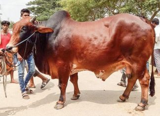 অনলাইনে ছয়দিনে ২০৬ কোটি টাকার কোরবানির পশু বিক্রি